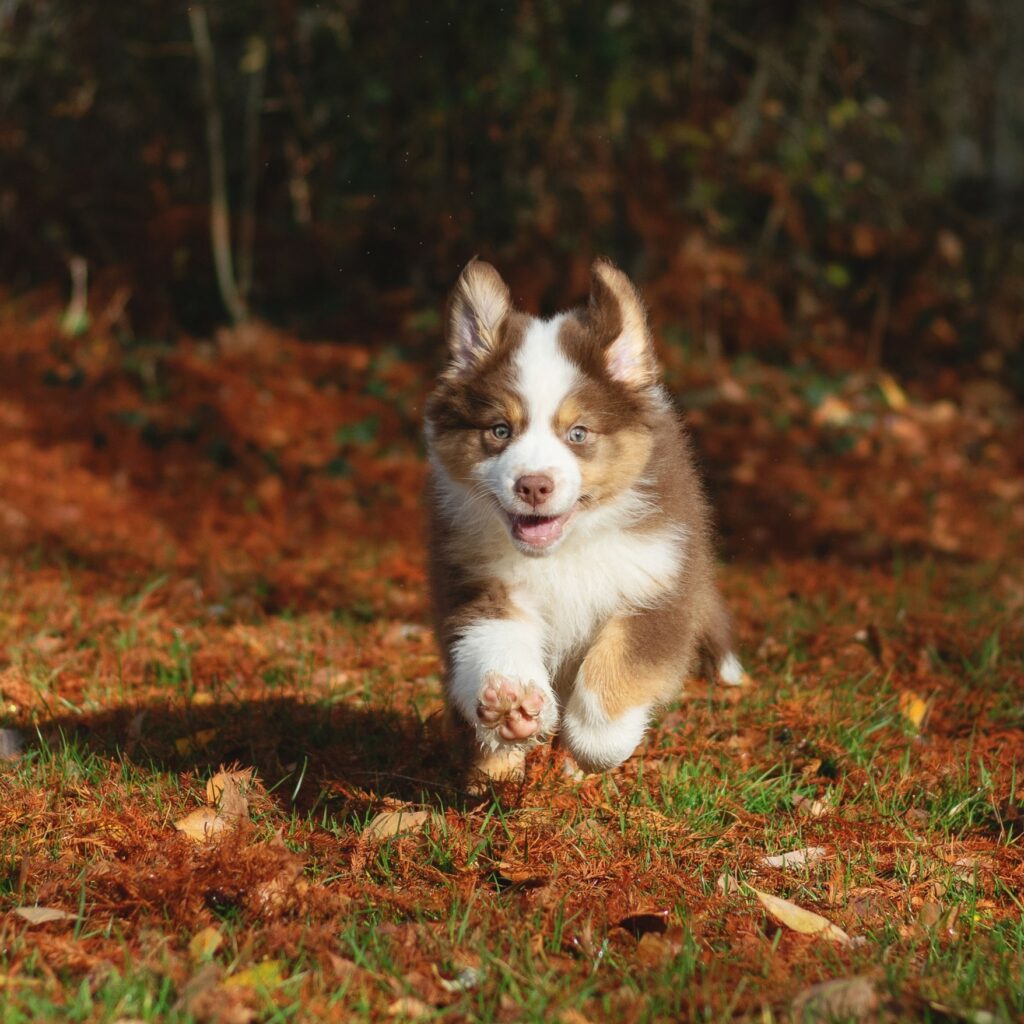 chiot berger australien rouge tricolore